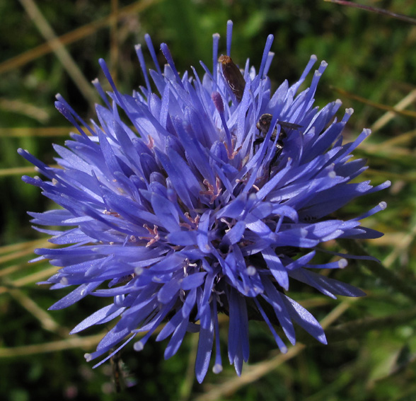 Jasione